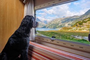 Labradoodle – mieszanka labradora z pudlem