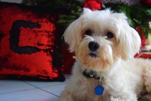 Maltańczyk czy chihuahua – czym się różnią?