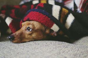 Małe pieski do domu rasy – 5 top wyborów