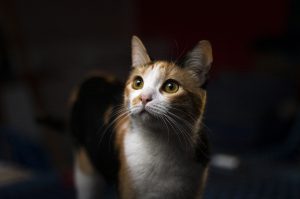 Koty rasy Bengal: Charakterystyka i cechy tej dzikiej i pięknej rasy