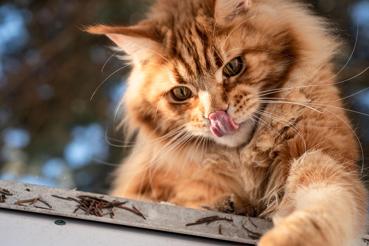 Jak zapewnić kotu odpowiednią pielęgnację jamy ustnej: Porady dotyczące czesania i pielęgnacji