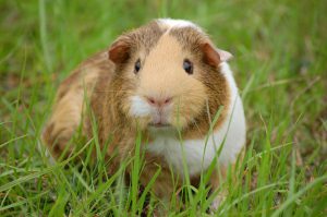 Gerbil jako zwierzę domowe: Opieka nad myszoskoczkiem