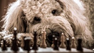 Charakterystyka rasy goldendoodle