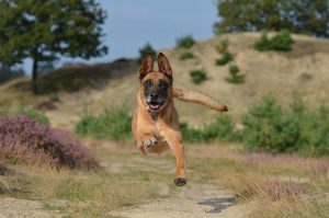 Owczarek belgijski szkolenie – od czego zacząć?