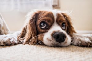 Spaniel japoński – charakterystyka rasy