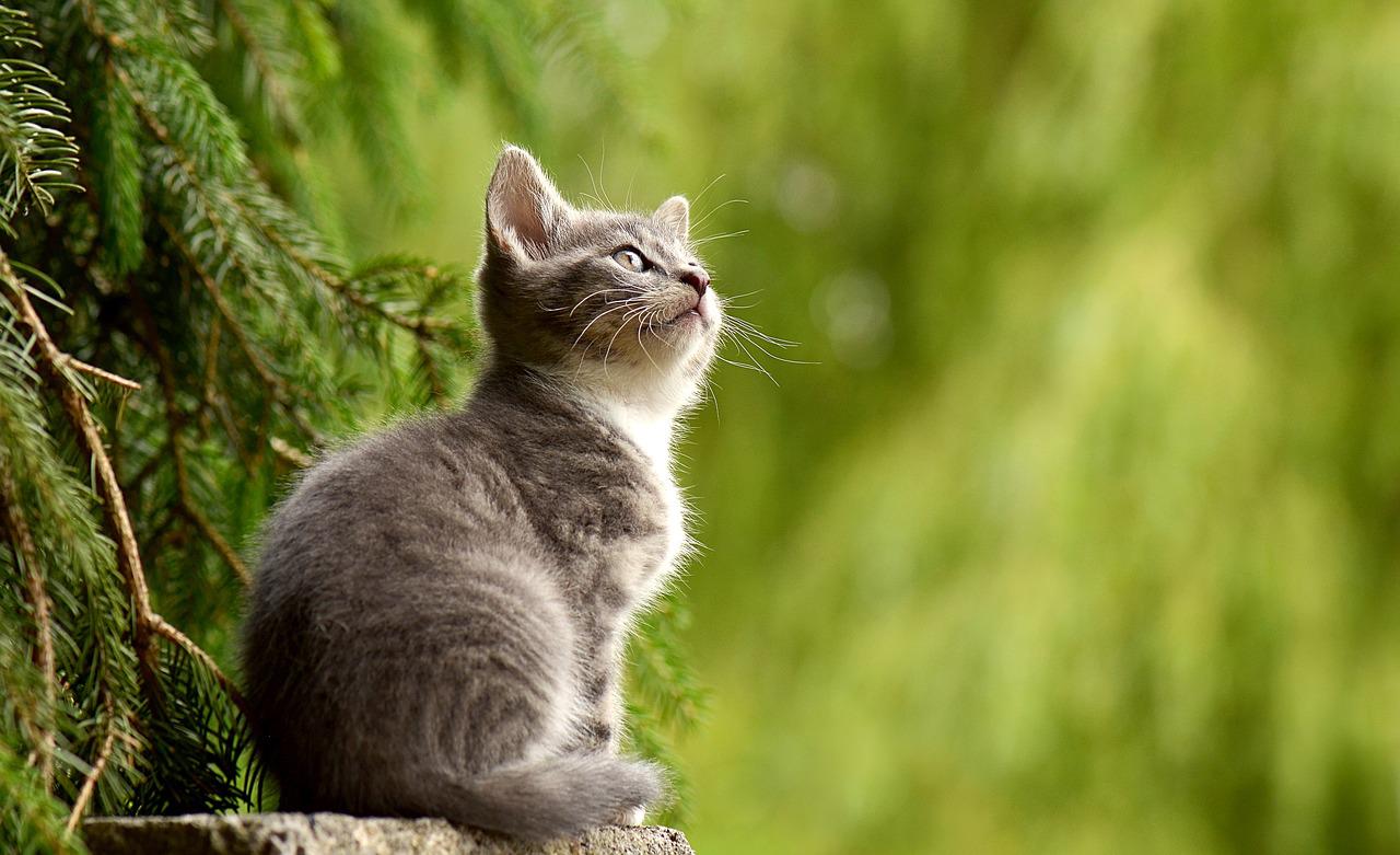 Koty rasy Ragdoll: Charakterystyka i cechy tej uroczej rasy