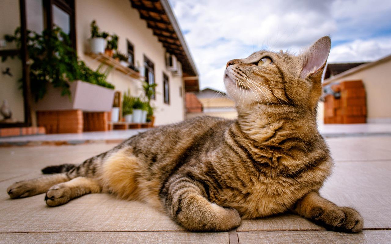 Najlepsze miski dla kotów: Funkcjonalne i higieniczne rozwiązania dla jedzenia i picia