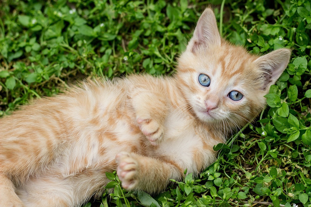 Jak zapobiegać i leczyć kleszcze u kotów: Ważne informacje dotyczące profilaktyki i leczenia