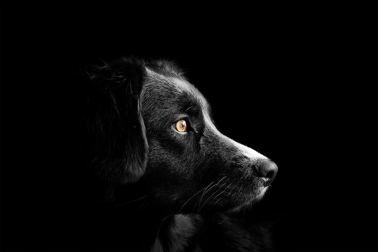 Jak radzić sobie z lękiem i fobiami u psa: Metody redukcji lęku i stresu u psa