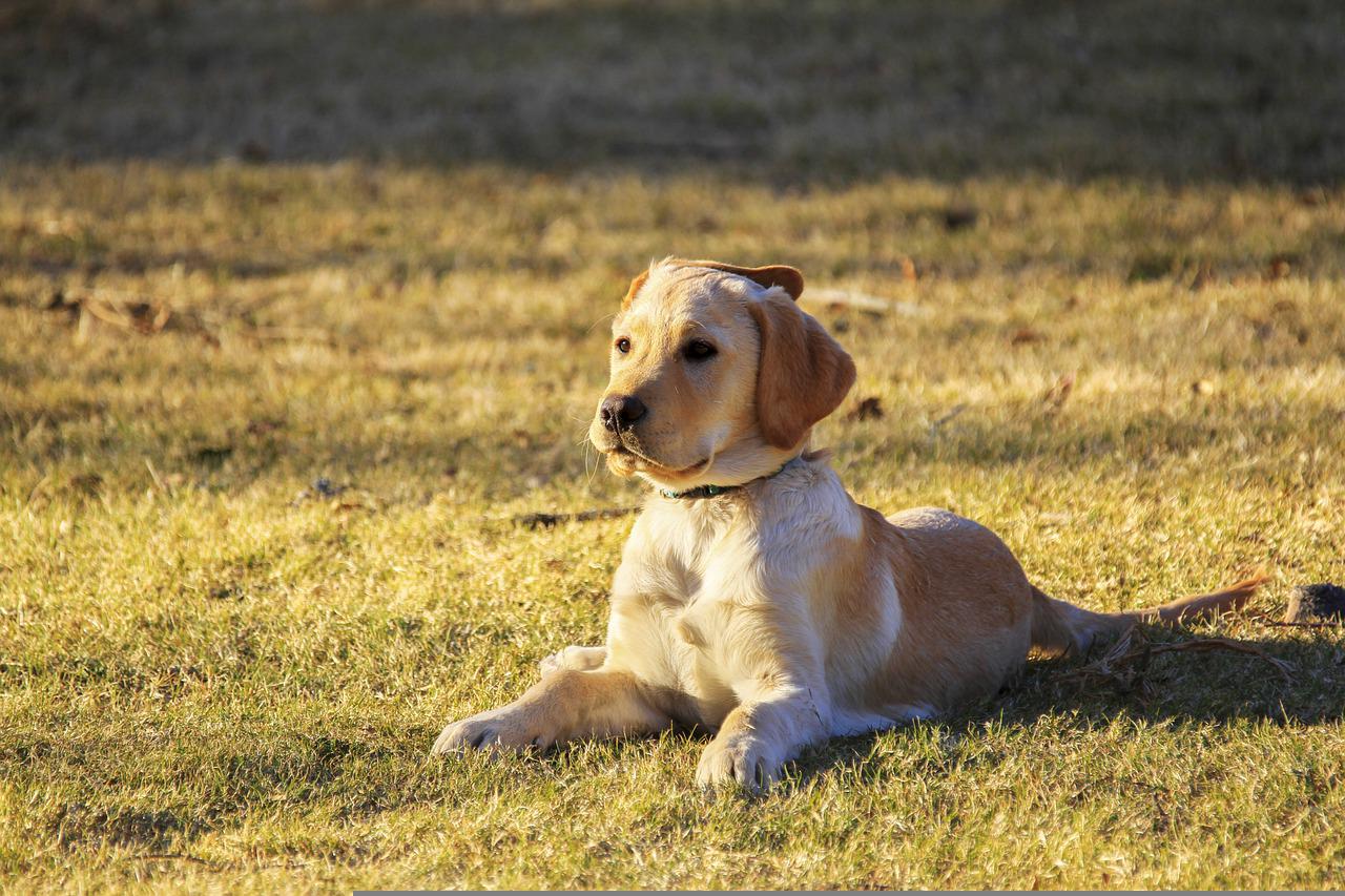 Jak zapobiegać i leczyć pchły u psa: Skuteczne metody zwalczania pcheł
