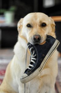 Co robić, gdy pies gryzie buty?