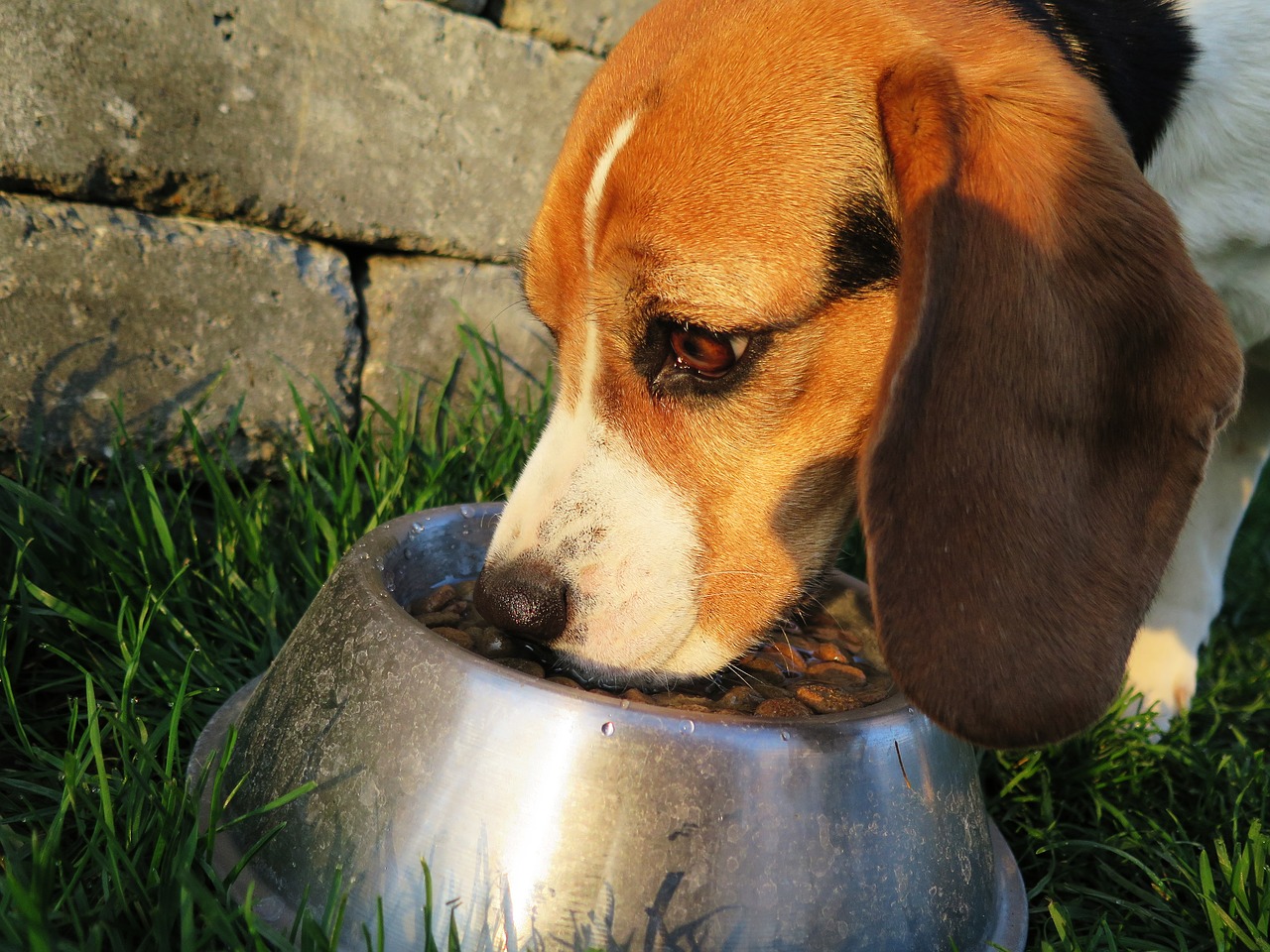 Badanie karmy dla psów – najlepsza dieta