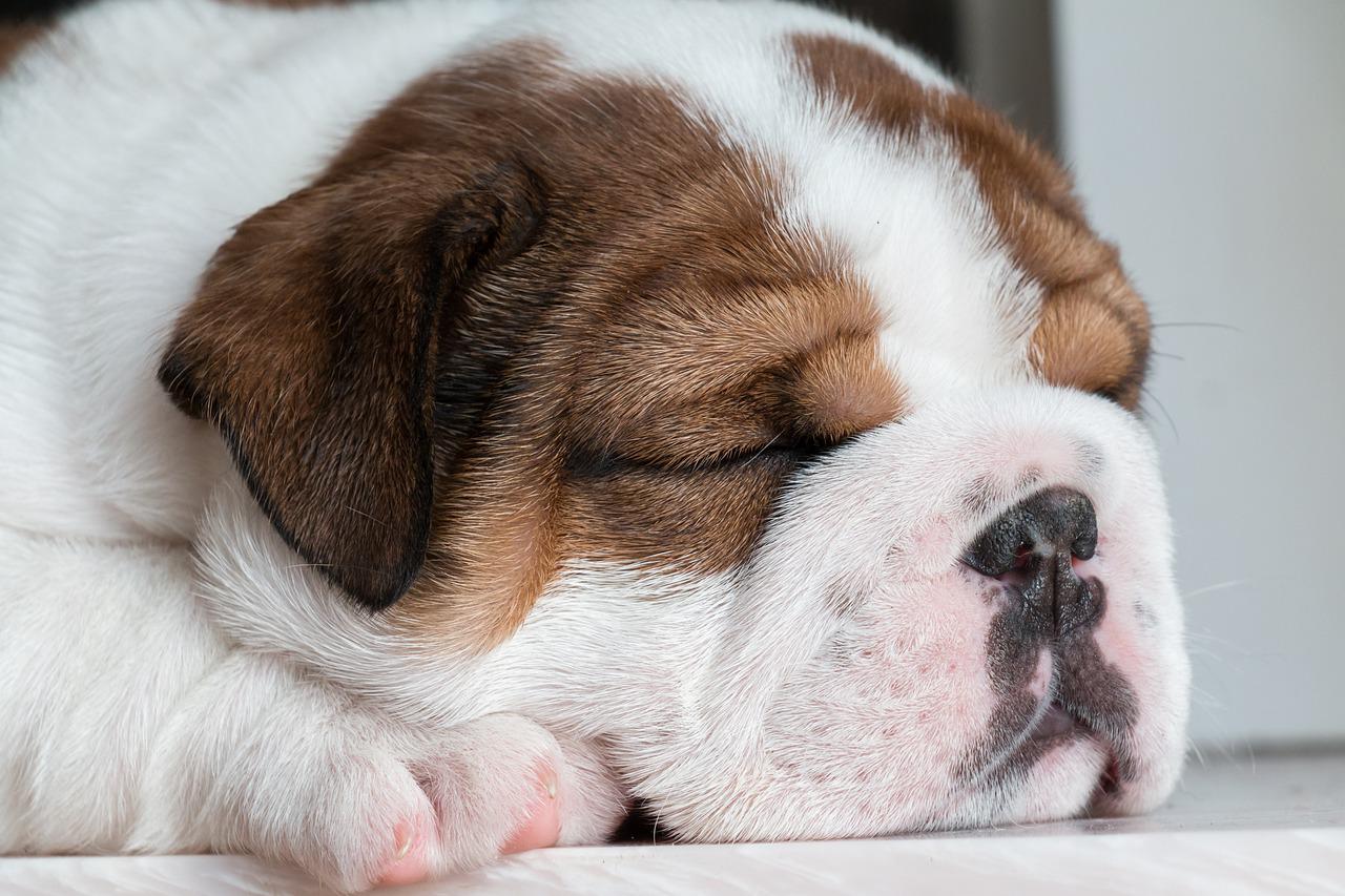 Najlepsze legowiska dla psa średniego: Wygodne i trwałe miejsce do spania dla średnich psów