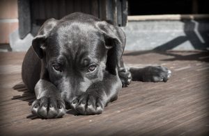 5 sposobów, jak powstrzymać szczeniaka przed gryzieniem Ciebie