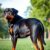 Rottweiler: charakter, wymagania i szkolenie krok po kroku (socjalizacja i posłuszeństwo)