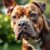 American Staffordshire Terrier: charakter, wymagania, zdrowie i zasady opieki