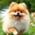 Pomeranian (szpic miniaturowy) – charakter i wymagania: socjalizacja, ruch i pielęgnacja