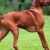 Rhodesian ridgeback: charakter, wymagania i najczęstsze problemy zdrowotne