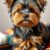 Yorkshire terrier: charakter, pielęgnacja i wymagania w codziennej opiece
