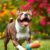 Staffordshire bull terrier: charakter, wymagania i kluczowe zasady zdrowia oraz opieki