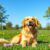 Golden retriever: charakter, wymagania i najważniejsze ryzyka zdrowotne