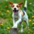 Jack Russell Terrier – charakter, potrzeba aktywności i najważniejsze wymagania opiekuna
