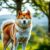 Akita inu: charakter, codzienne wymagania i kluczowe problemy zdrowotne