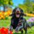 Flat coated retriever: charakter i temperament, poziom aktywności i kluczowe kwestie zdrowotne