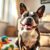 Boston terrier: charakter, zdrowie i wymagania (samotność, oczy, brachycefaliczność)