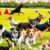 Rasy psów do sportów kynologicznych – które wybierać do agility, obedience, nosework i dyscyplin zaprzęgowych