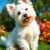 West highland white terrier – charakter, wymagania i zdrowie: o czym pamiętać w opiece i wychowaniu
