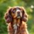 Polski spaniel myśliwski: charakter, wymagania i zdrowie oraz pielęgnacja uszu