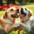Labrador czy golden retriever: porównanie charakteru, aktywności, pielęgnacji, zdrowia i życia rodzinnego