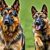 Owczarek niemiecki czy malinois – porównanie charakteru, użytkowości i wymagań szkoleniowych