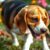 Beagle: charakter, wymagania i najważniejsze problemy zdrowotne