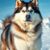 Alaskan malamute: charakter, potrzeby ruchowe i zasady pielęgnacji sierści