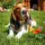Basset hound: charakter, zdrowie i wymagania — na co uważać w opiece nad psem gończym