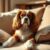 Cavalier King Charles Spaniel – charakter, zdrowie i wymagania opiekuna