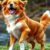 Nova Scotia Duck Tolling Retriever: charakter, potrzeba aktywności i najważniejsze kwestie zdrowotne